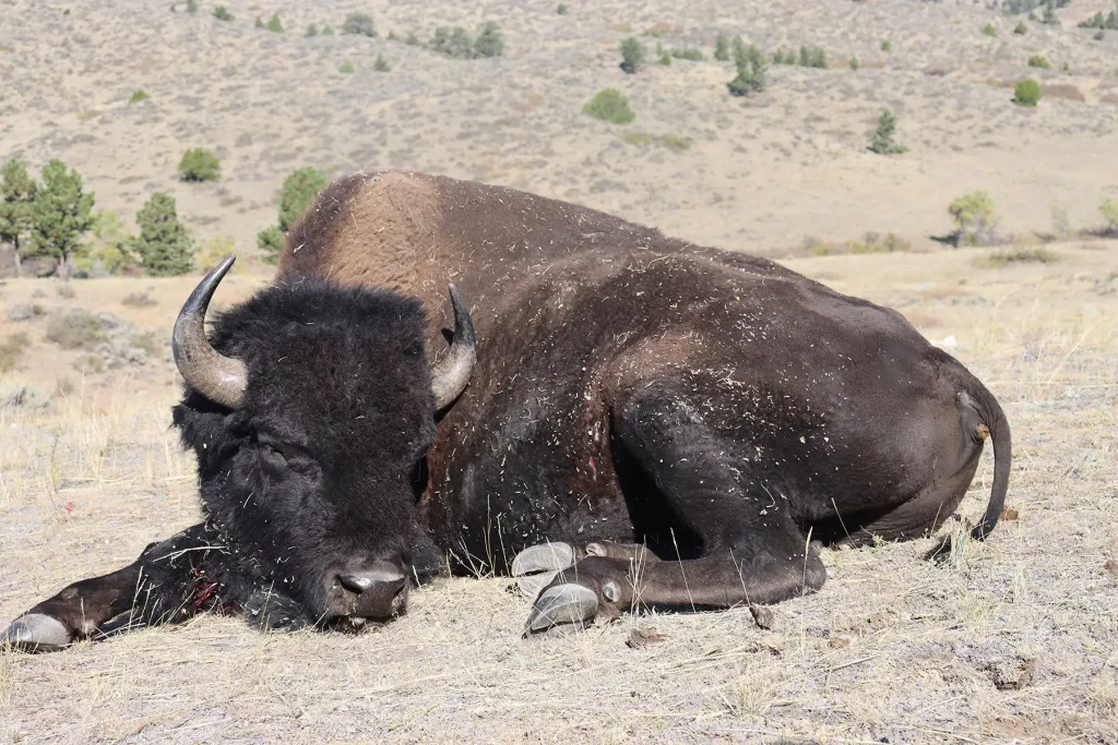 Close view of a harvested trophy bison bull lying on its side, showing its horns and thick dark cape.