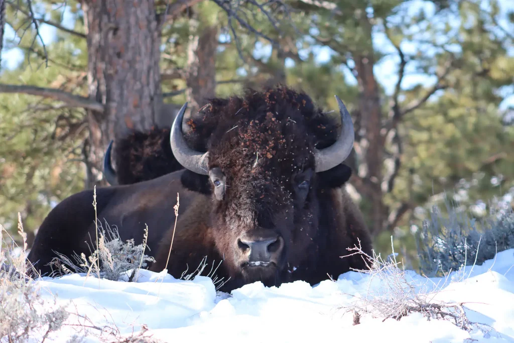 Close-up of a bison bull bedded down in snow beside a pine tree, facing the camera.