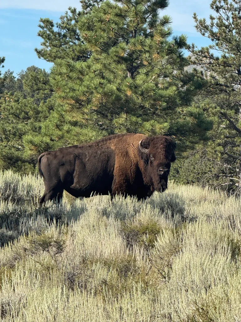 Trophy bison bull standing in tall sagebrush at the edge of a pine forest.