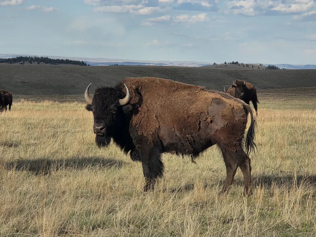 Trophy bison bull standing in open grassland with another bison and distant hills behind.