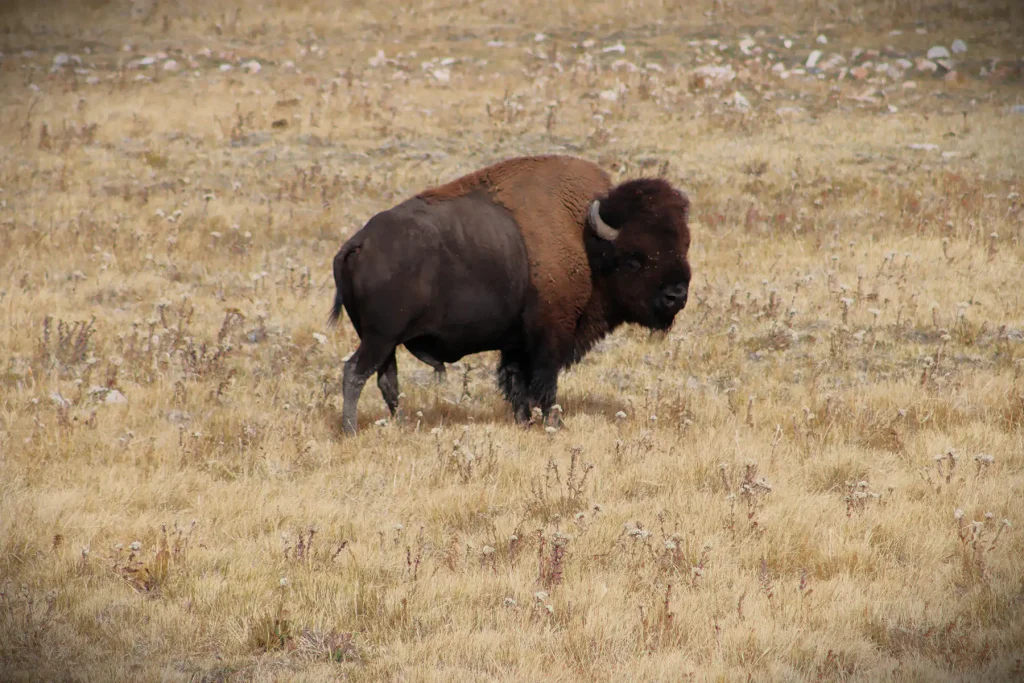 Mature bison bull standing broadside in golden prairie grass.