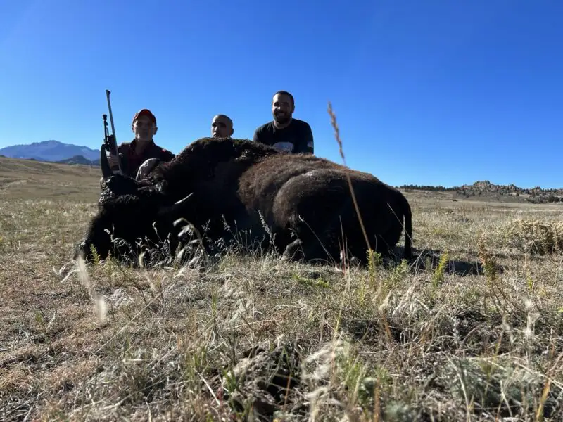 Three hunters, one holding a rifle, kneeling behind a harvested bison bull in dry prairie grass under a clear blue sky.