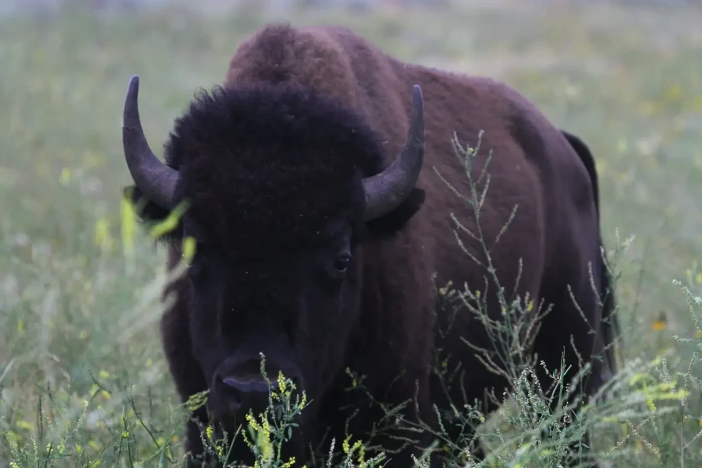 Close-up of a bison bull's face and horns as it grazes among tall green grass.